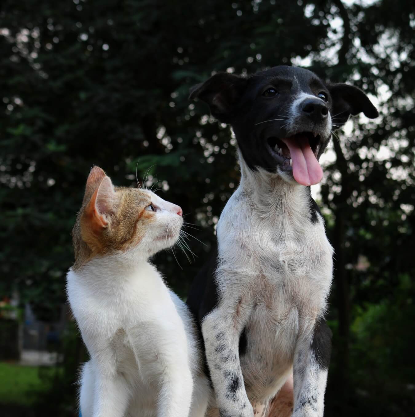 Hond en kat