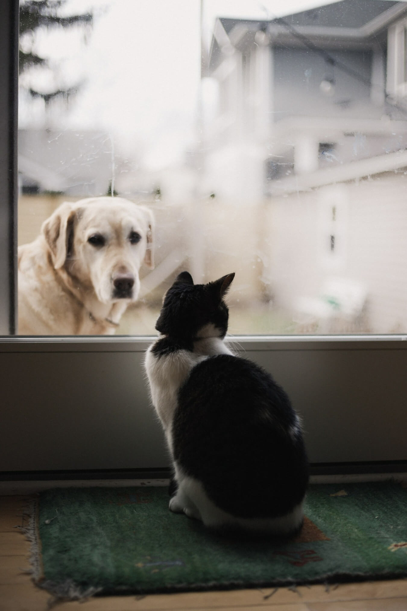 Kat en hond