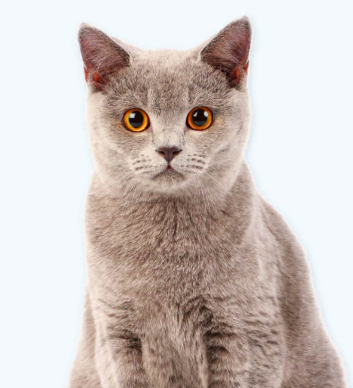Kat registreren - simpel & snel bij Petlook - Petlook