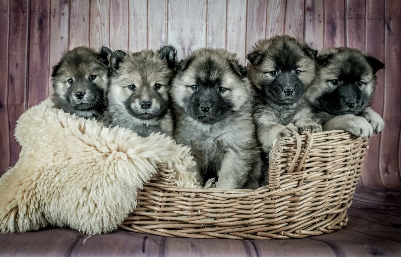 Puppies in een mand