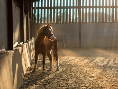 paard in stal klein