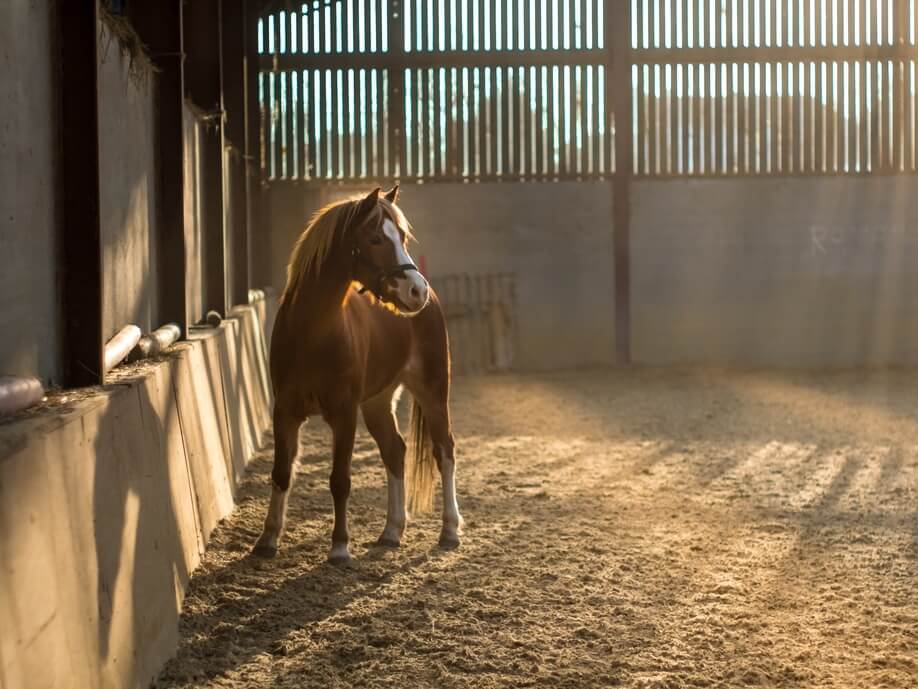 paard in stal