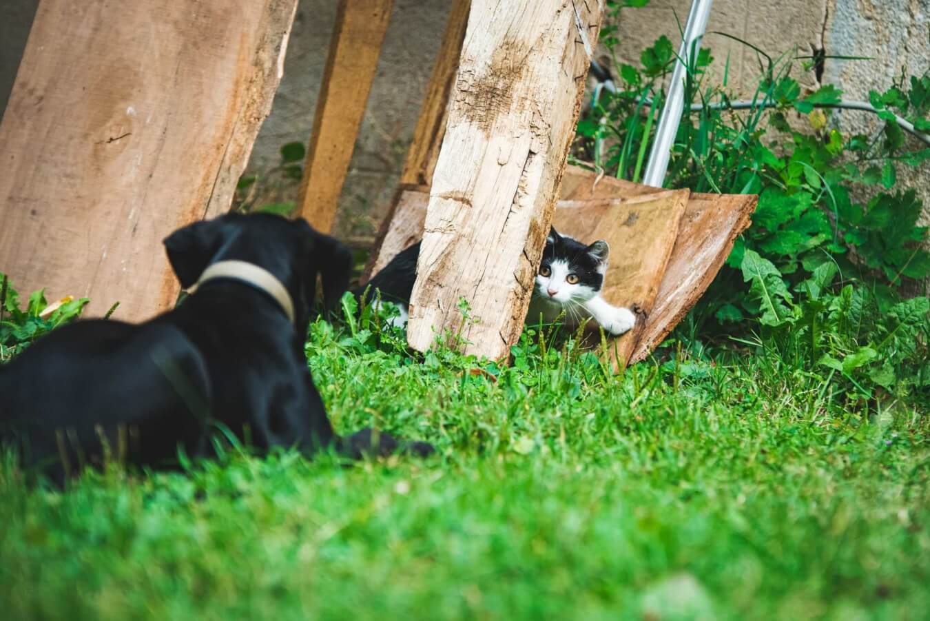 Hond en kat buiten