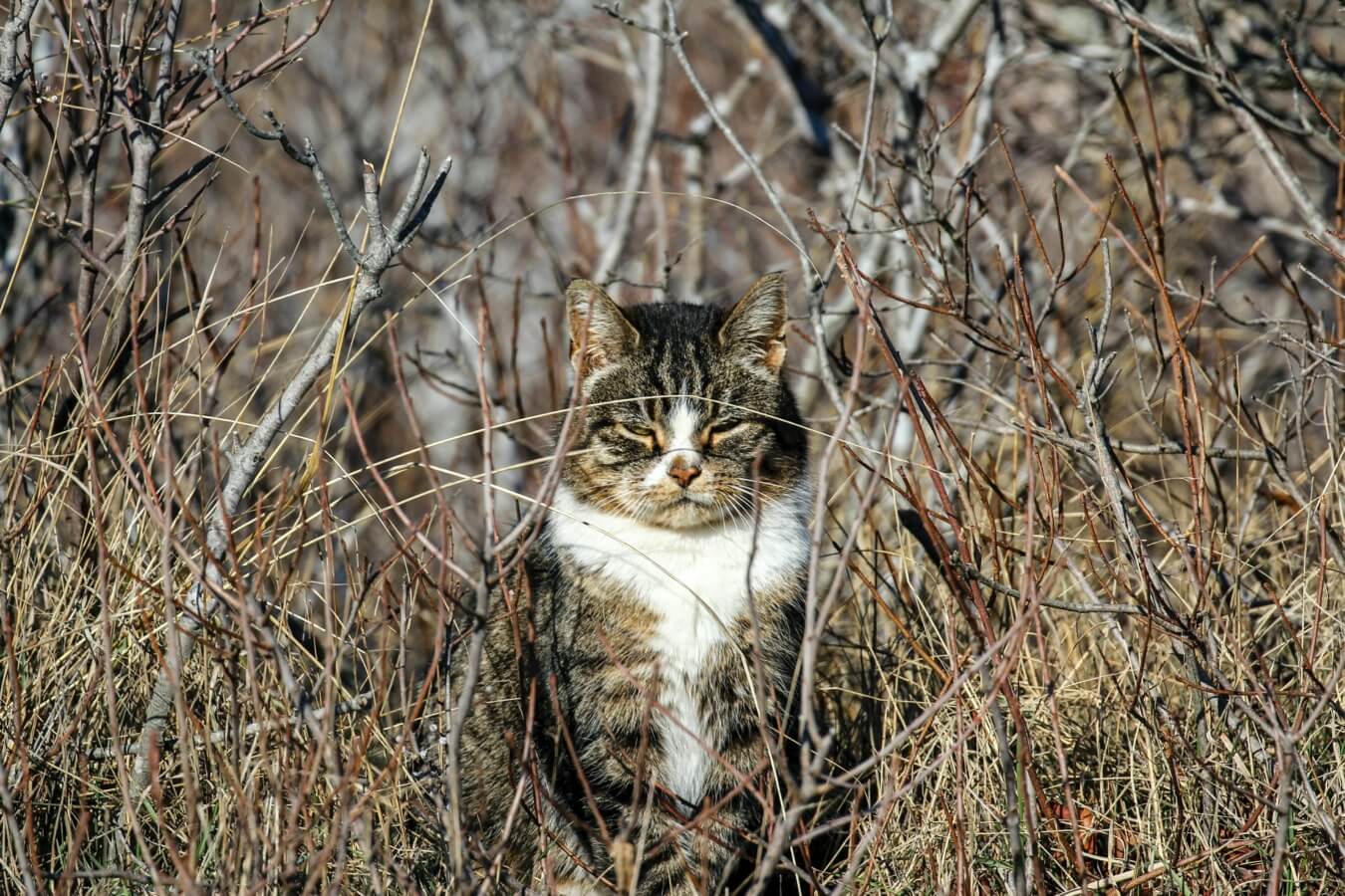 Als de kat van huis is, jaagt ze erop los