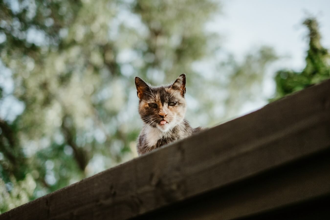 Kat op avontuur