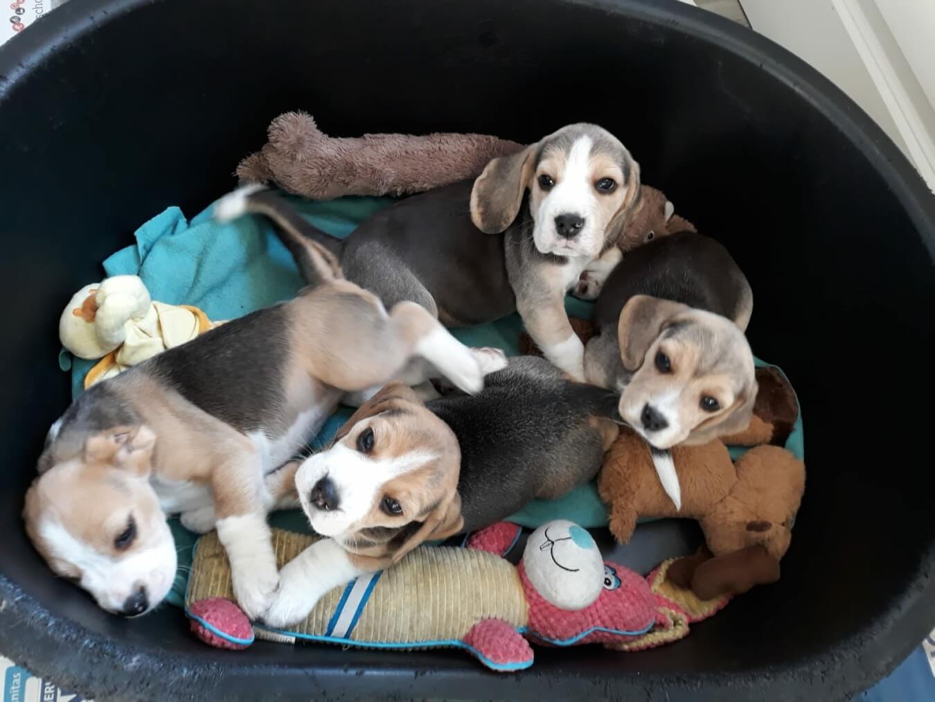 Nestje puppy's