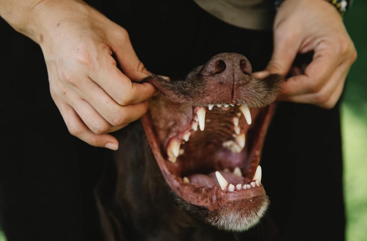 Controle gebit hond