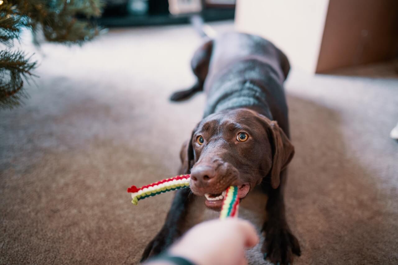 Hond spelen