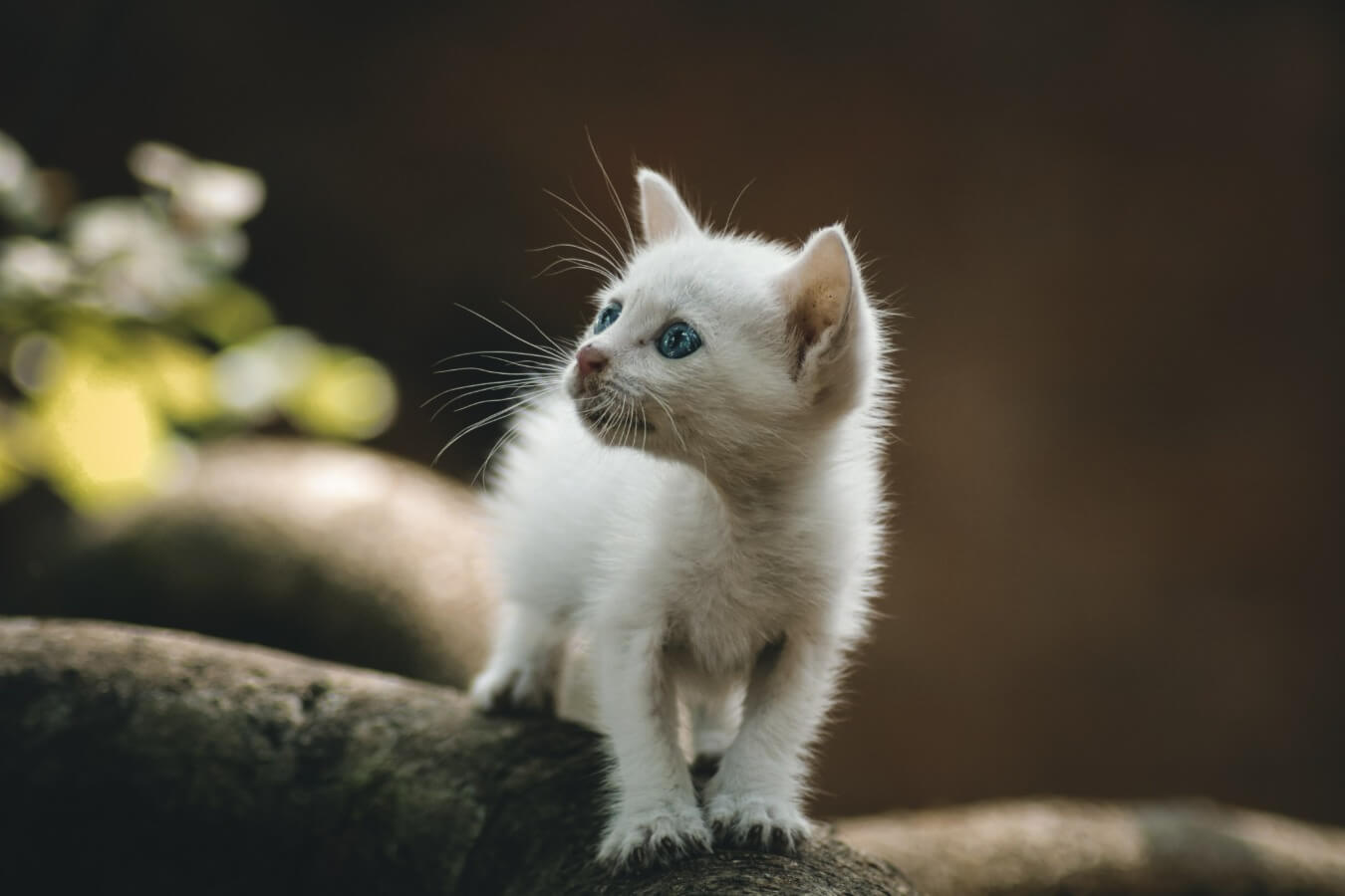 kitten