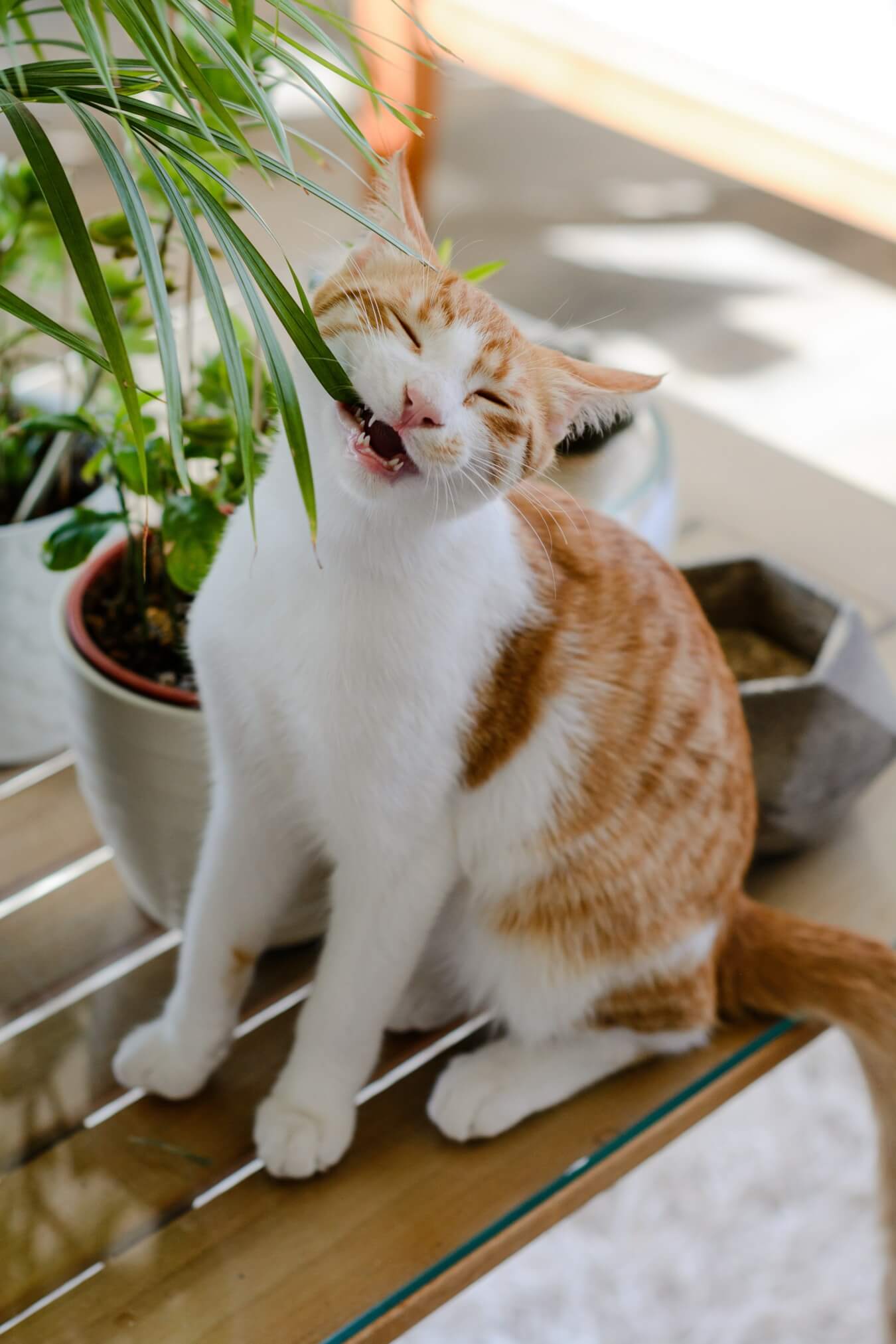 Petlook Kitten vergiftiging plant