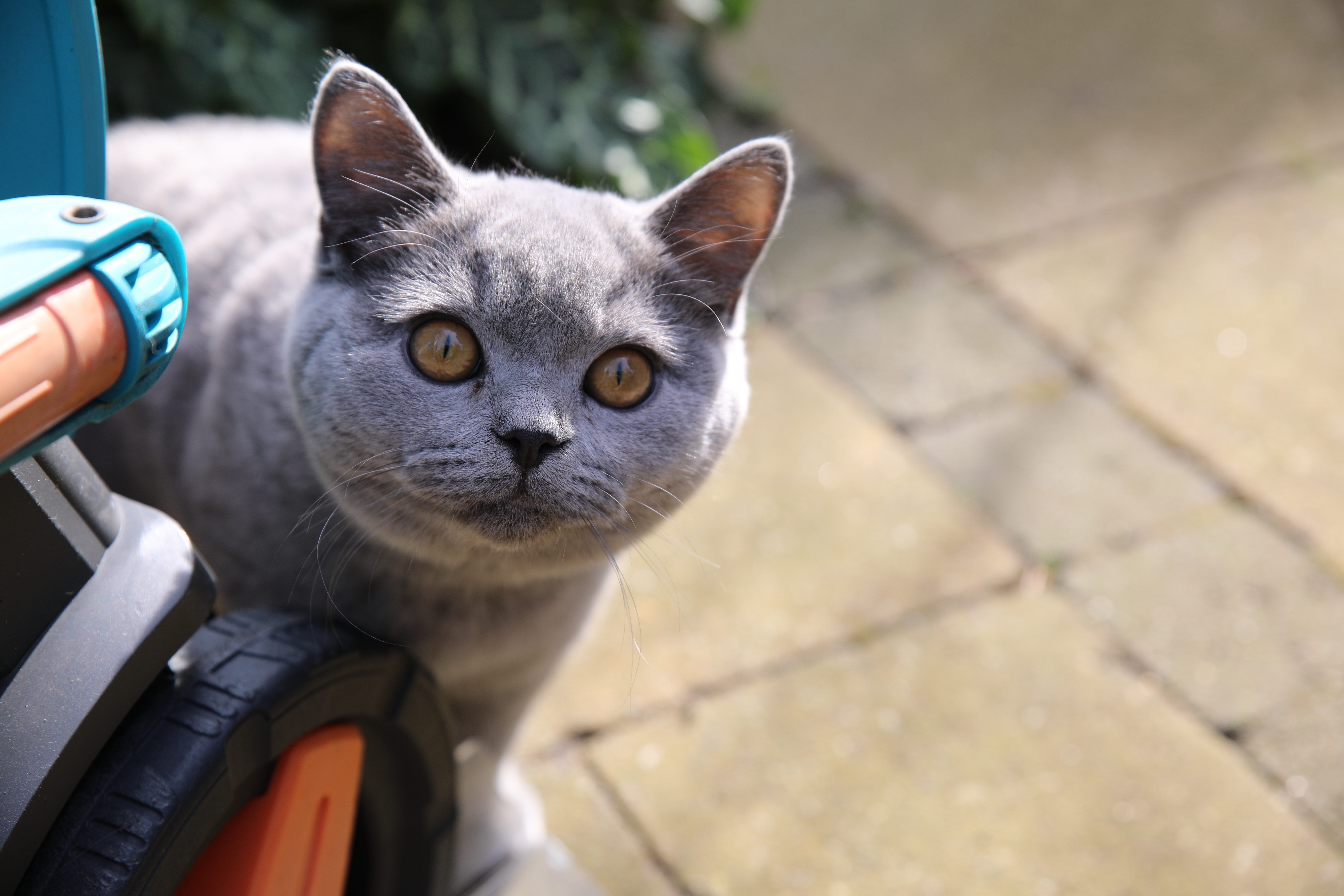 Dapper Indrukwekkend voor de hand liggend Kattenpoep in de tuin? Voorkom ruzie met deze tips - Petlook