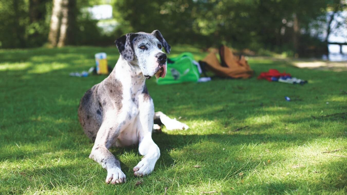 hond zomer