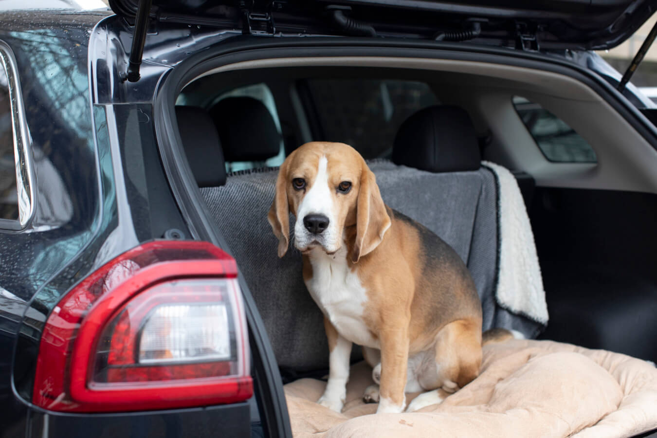 Hond in auto