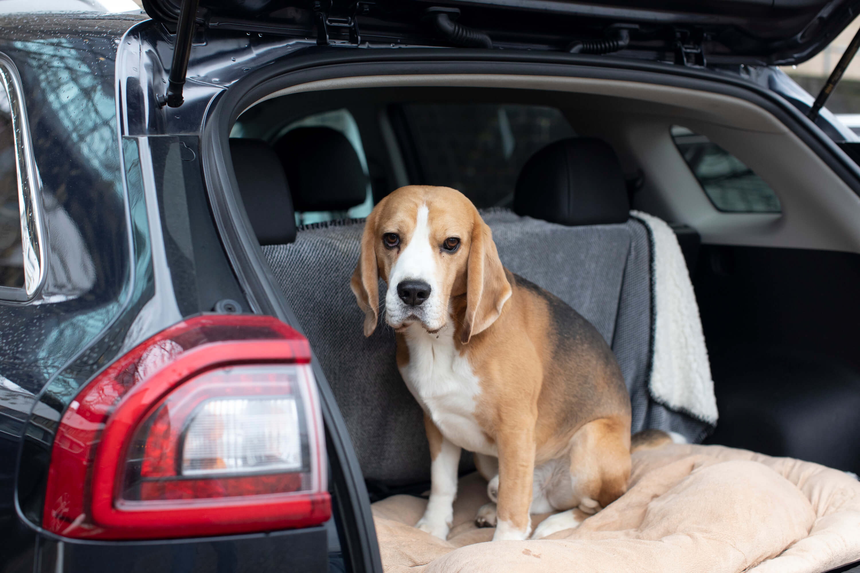 Uw hond mee vakantie in de auto Petlook