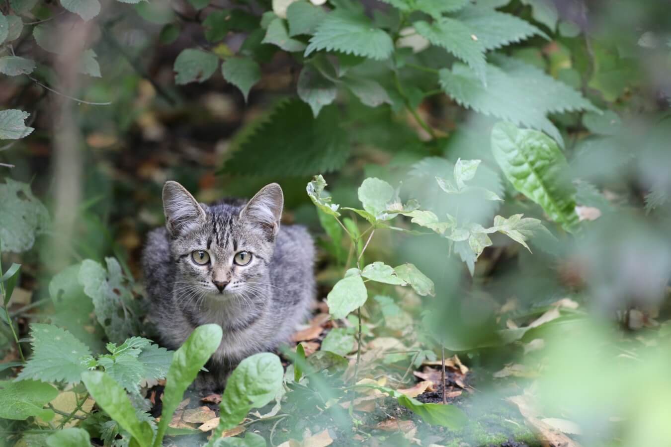 Kat vermist