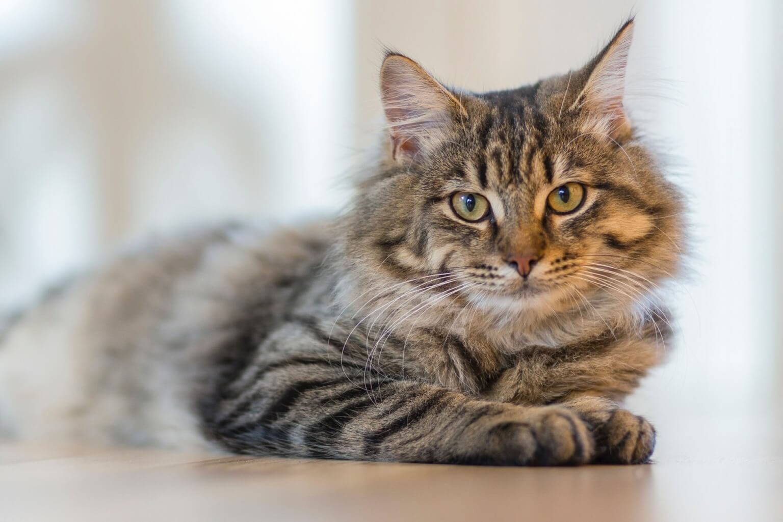 3 gouden tips om uw oude kat te ondersteunen Petlook
