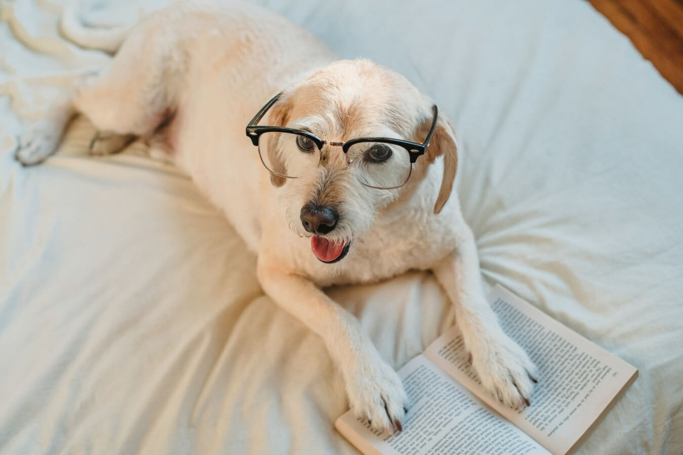 Senior hond