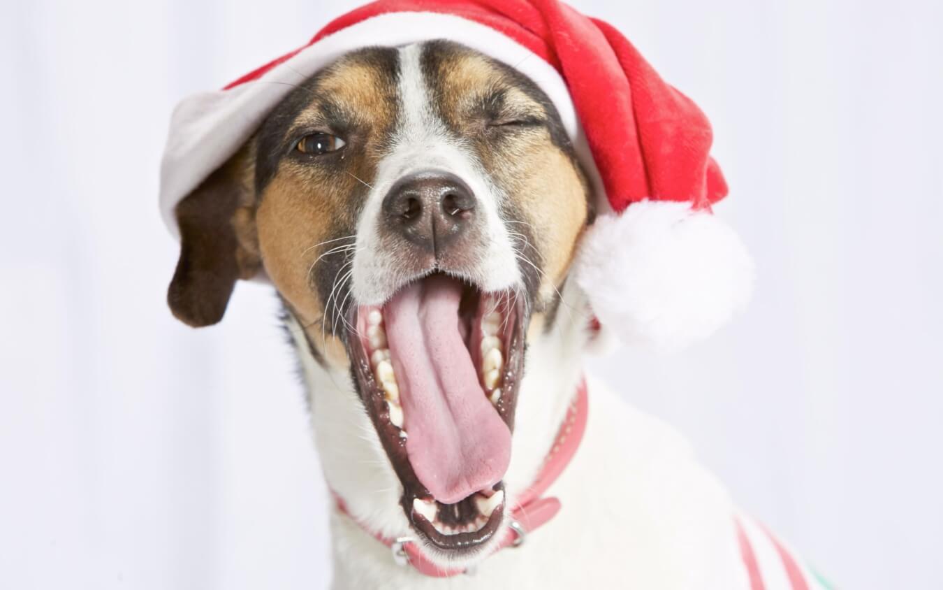 hond kerst